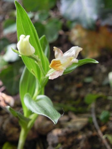 Animation nature à la découverte des plantes sauvages du Bois du Ru - 1