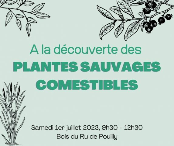 Animation nature à la découverte des plantes sauvages du Bois du Ru - 2